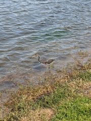 Egretta tricolor