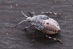 Deraeocoris trifasciatus