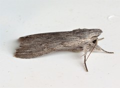 Cucullia intermedia