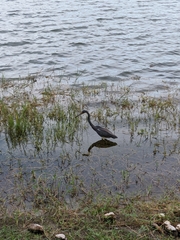 Egretta tricolor