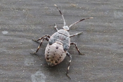 Deraeocoris trifasciatus