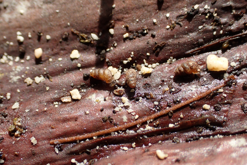 Gastrocopta servilis observed 2026-08-22