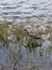 Egretta tricolor