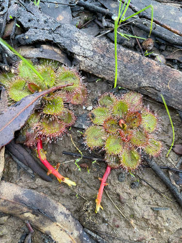 scented sundew
