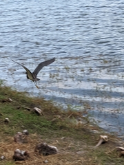 Egretta tricolor