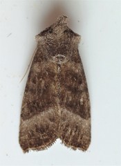 Papaipema eupatorii