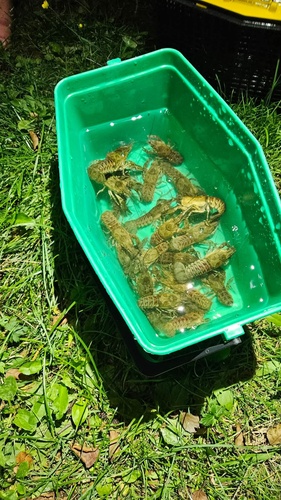 Spinycheek Crayfish