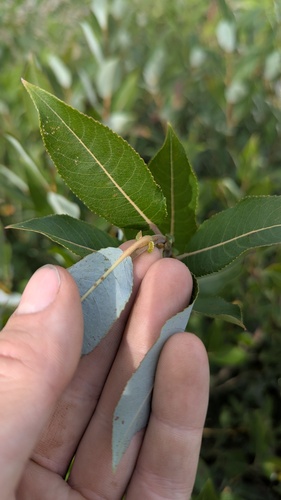 Salix myricoides, photograph 6