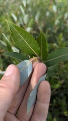 Salix myricoides, photograph author not stated, no rights reserved