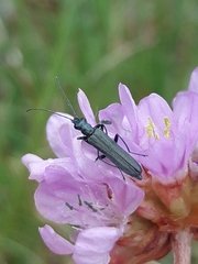 Armeria maritima elongata