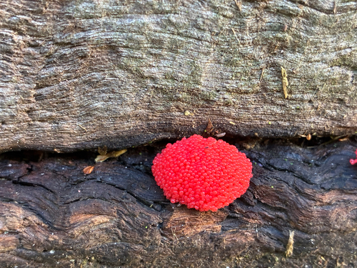 Tubifera coralloides