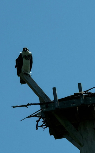 Osprey