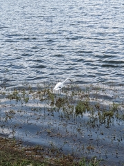 Egretta caerulea