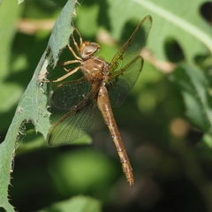 Neurocordulia xanthosoma