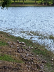 Egretta caerulea