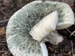 Blue-green Cracking Russula cap broken into a light mosaic beside exposed ivory gills