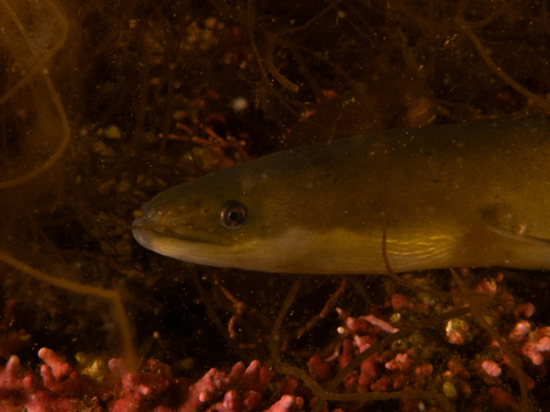 European Eel