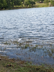 Egretta caerulea
