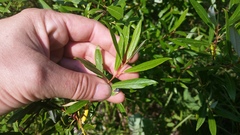 Salix ligulifolia