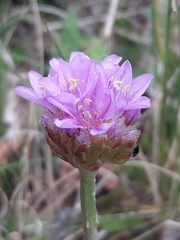 Armeria maritima elongata