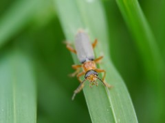 Cantharis lateralis