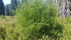 Salix ligulifolia