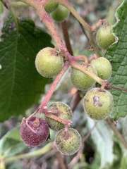 Cyphostemma anatomicum