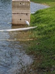 Egretta caerulea