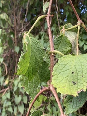 Cyphostemma anatomicum