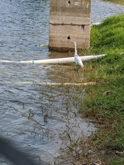 Egretta caerulea