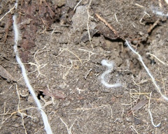 Byssoporia terrestris