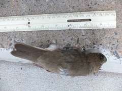 Catharus ustulatus