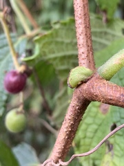 Cyphostemma anatomicum