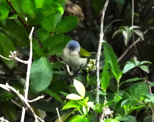 Chestnut-vented Conebill