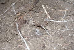 Byssoporia terrestris