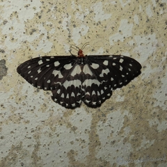 Pterothysanus atratus