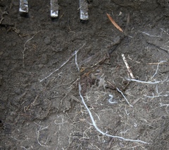 Byssoporia terrestris