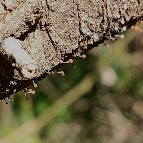 Stilbocrea gracilipes
