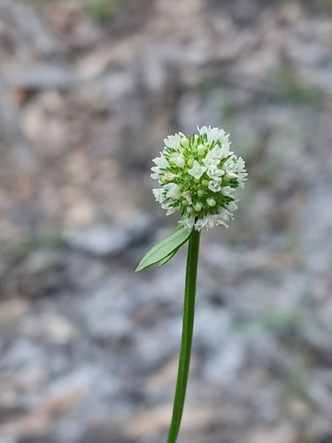 Spermacoce verticillata, photograph 5