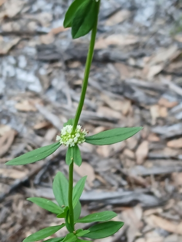 Spermacoce verticillata, photograph 6