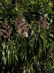 Lagerstroemia fordii