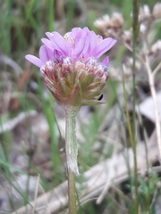 Armeria maritima elongata