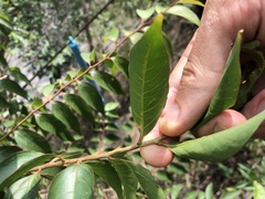 Lagerstroemia fordii