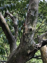 Lagerstroemia fordii