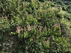 Lagerstroemia fordii