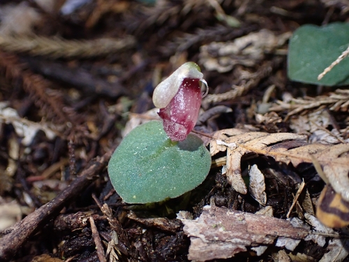 Corybas rotundifolius observed 2026-08-20
