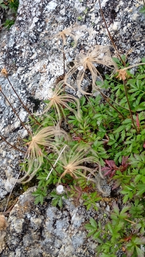 Geum pentapetalum observed 2026-08-21