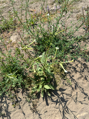 Sweet-scented Tobacco (Nicotiana acuminata)