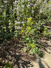 Rorippa curvisiliqua