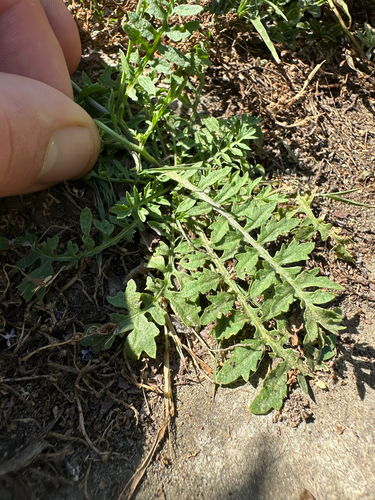 Rorippa curvisiliqua, photograph 3